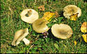 Russula aeruginea Lindbl.