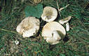 Russula aeruginea Lindbl.