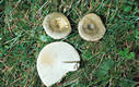 Russula aeruginea Lindbl.