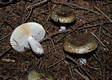 Russula aeruginea Lindbl.