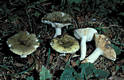 Russula aeruginea Lindbl.