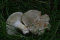 Russula aeruginea Lindbl.