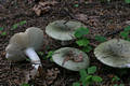 Russula aeruginea Lindbl.