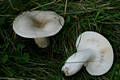 Russula aeruginea Lindbl.