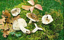 Russula albonigra Krbh.
