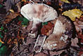 Russula albonigra Krbh.