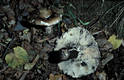 Russula albonigra Krbh.