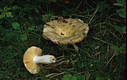 Russula alutacea (Pers.:Fr.)Fr.