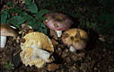 Russula alutacea (Pers.:Fr.)Fr.