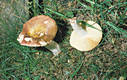 Russula alutacea (Pers.:Fr.)Fr.