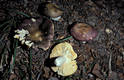 Russula alutacea (Pers.:Fr.)Fr.