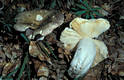 Russula alutacea (Pers.:Fr.)Fr.