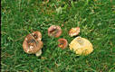 Russula alutacea (Pers.:Fr.)Fr.