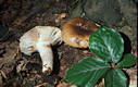 Russula amoenolens Romagn.