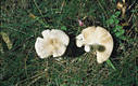 Russula anatina Romagn.