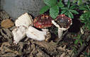 Russula atropurpurea (Krbh.)Britz, non Peck