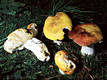 Russula aurea Pers.