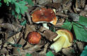 Russula aurea Pers.