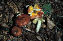 Russula aurea Pers.