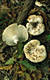 Russula chloroides Krbh.