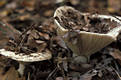 Russula chloroides Krbh.