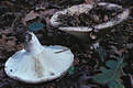 Russula chloroides Krbh.