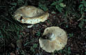 Russula chloroides Krbh.