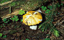 Russula claroflava Grove