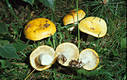 Russula claroflava Grove