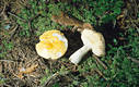 Russula claroflava Grove