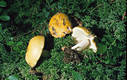 Russula claroflava Grove