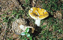 Russula claroflava Grove