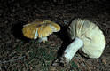 Russula claroflava Grove