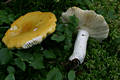 Russula claroflava Grove