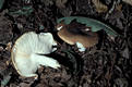 Russula cutefracta Cooke