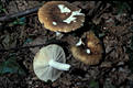 Russula cutefracta Cooke