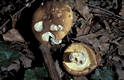 Russula cutefracta Cooke