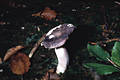 Russula cyanoxantha (Schaeff.)Fr.