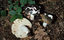 Russula cyanoxantha (Schaeff.)Fr.