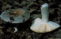 Russula cyanoxantha (Schaeff.)Fr.