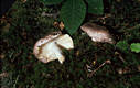 Russula cyanoxantha (Schaeff.)Fr.