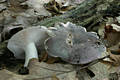 Russula cyanoxantha (Schaeff.)Fr.