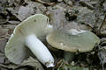 Russula cyanoxantha (Schaeff.)Fr.