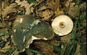 Russula cyanoxantha (Schaeff.)Fr. f. peltereaui Sing.