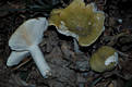 Russula cyanoxantha (Schaeff.)Fr. f. peltereaui Sing.