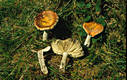 Russula decolorans Fr.