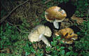 Russula decolorans Fr.