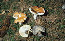 Russula decolorans Fr.