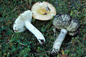 Russula decolorans Fr.