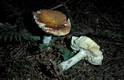 Russula decolorans Fr.